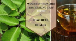 Wonder of The World the healing plant