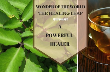 Wonder of The World the healing plant
